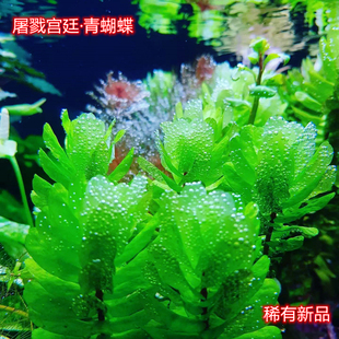 屠戮宫廷tulu宫廷青蝴蝶草缸荷兰草缸造景新品稀有水下叶水草新品