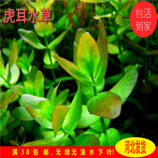 粉虎耳紫虎耳水草自养水下叶中后景水草水草造景无需二氧化碳