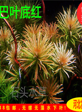 古巴叶底红中后景水草红太阳自养水下叶草缸造景红色水草