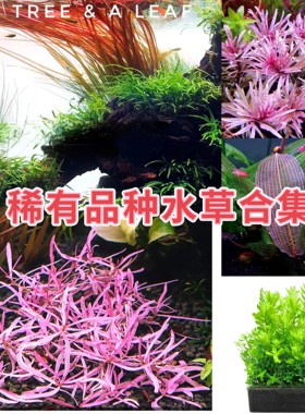 红色鱼缸造景水草植物丹麦红玫瑰