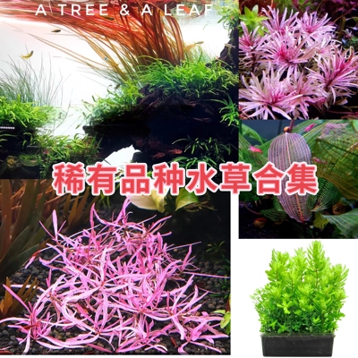 红色鱼缸造景水草植物丹麦红玫瑰