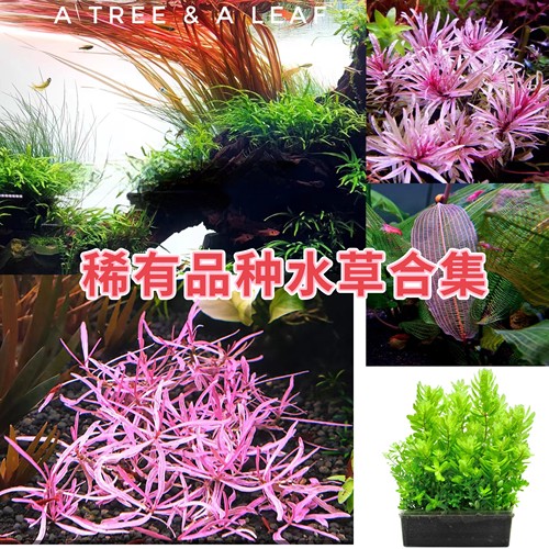 红色鱼缸造景水草植物丹麦红玫瑰
