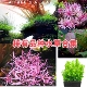 粉红针叶柳稀有水草红植物真水下叶养鱼红宫廷紫红丁香新加坡宫廷
