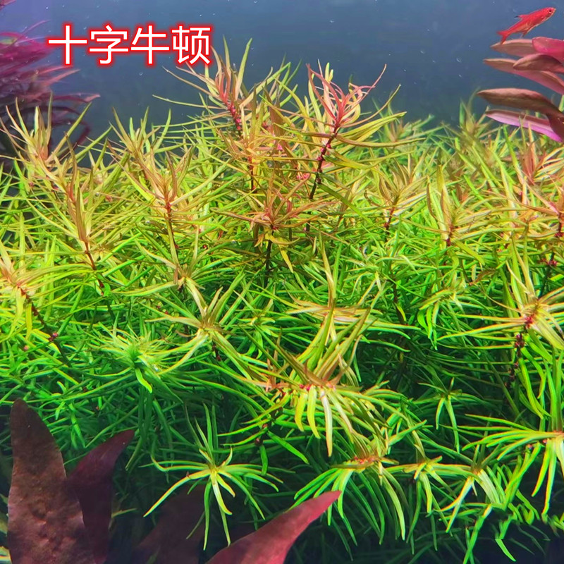 十字牛顿粉色水草中后景水草工作室自养水下叶荷兰景水草宫廷水草