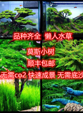 无需二氧化碳真草莫丝珊瑚莫斯