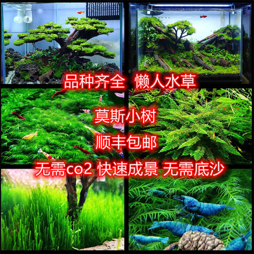 无需二氧化碳真草莫丝珊瑚莫斯