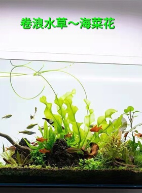 大卷浪水草网草ada水草主景草龙鞭水草无需二氧化碳稀有水草