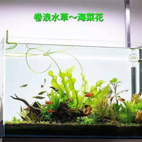 大卷浪水草鱼缸主景草