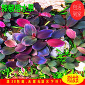 辣椒榕水草高端水草稀有ada水草辣椒榕野株红色水草辣椒榕群落