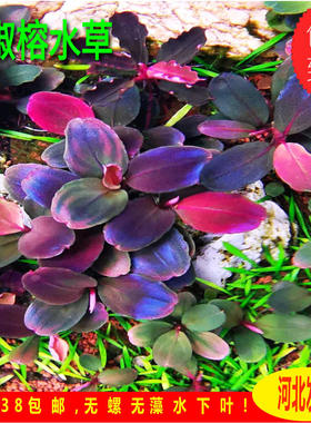 辣椒榕水草高端水草稀有ada水草辣椒榕野株红色水草辣椒榕群落