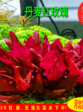 丹麦红玫瑰血心兰豹纹血心兰大红叶水草鱼缸草缸造景中后景水草