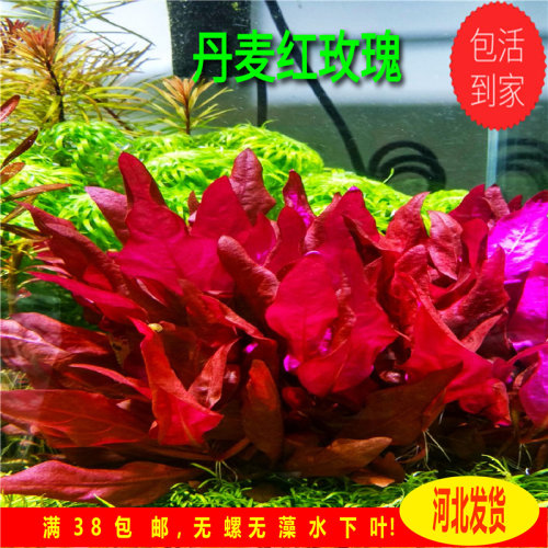 丹麦红玫瑰大红叶水草