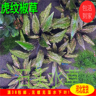 黄底虎纹椒草稀有阴性水草老虎椒草缸造景懒人水草温蒂椒草