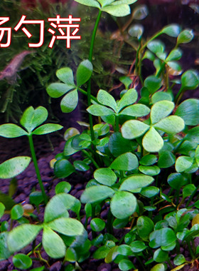 汤匙坪汤勺萍田子草前景草水下叶ada水草趴地迷你牛毛四叶草