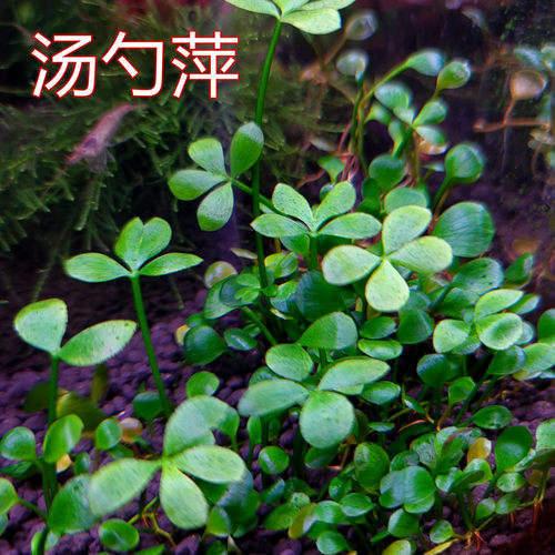 汤匙坪汤勺萍田子养殖ada点缀