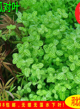 西瓜对叶水草小对叶自养水下叶中后景草缸造景迷你小圆叶水草