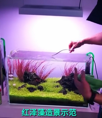 红箦藻大箦藻血泽藻自来水水草