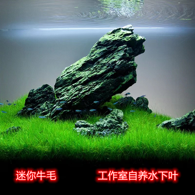 正宗迷你牛毛正宗迷你牛毛