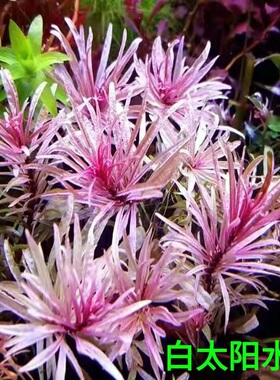 稀有水草白太阳水草白玉丁香红太阳水草ada造景高端水草水下叶