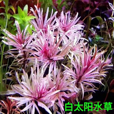 稀有水草白色水草高端水草