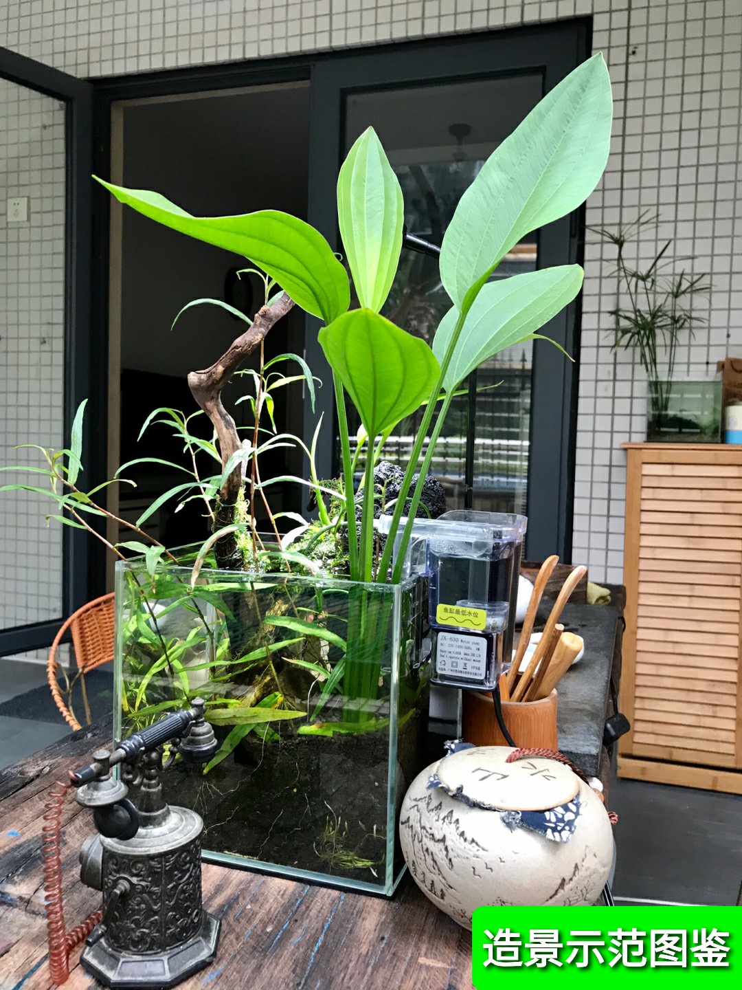 阿根廷皇冠ada水草无需co2主景草鱼缸造景水草挺水植物保证