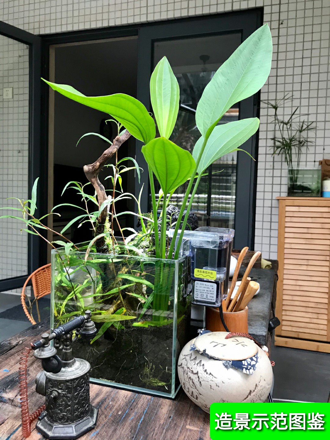 ada水草阿根廷造景挺水植物