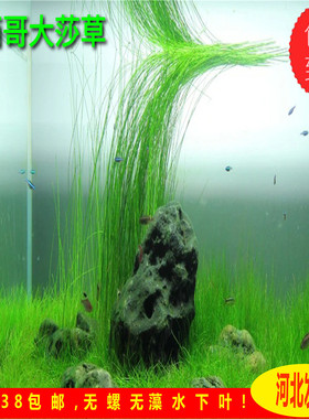 墨西哥大莎草不分叉阴性水草翠绿色后景水草飘逸水草原生缸水草
