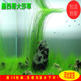 墨西哥大莎草不分叉阴性水草翠绿色后景水草飘逸水草原生缸水草