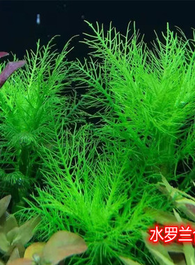 细叶水罗兰稀有水草ADA几内亚齿柳中景水草绿色水草水罗兰
