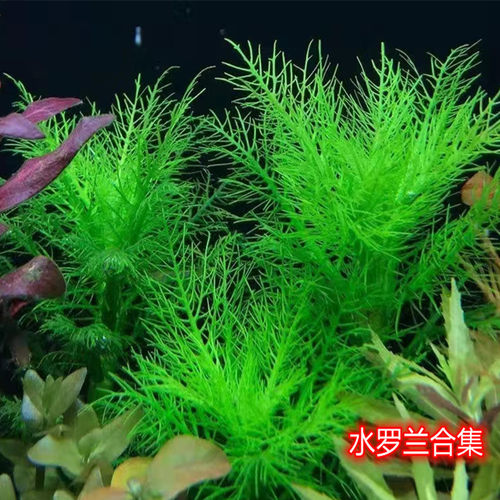 ADA几内亚细叶水罗兰翠绿色