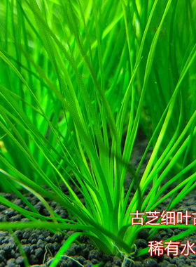 古芝古精细叶ada稀有水草翠中景水草阴性水草懒人水草迷你古精