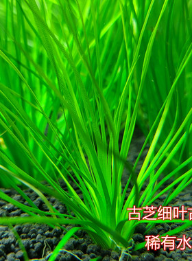 古芝古精阴性水草迷你古精