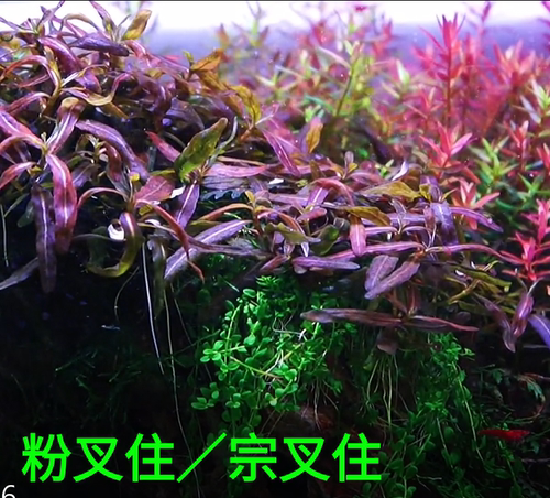 粉叉柱稀有水草棕阿ada造景鱼缸