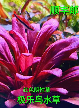 极乐鸟前中景稀有品种阴性水草