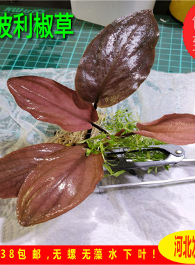 美波莉椒草淡水养殖长叶美波利椒草无需二氧化碳懒人水草温蒂椒草