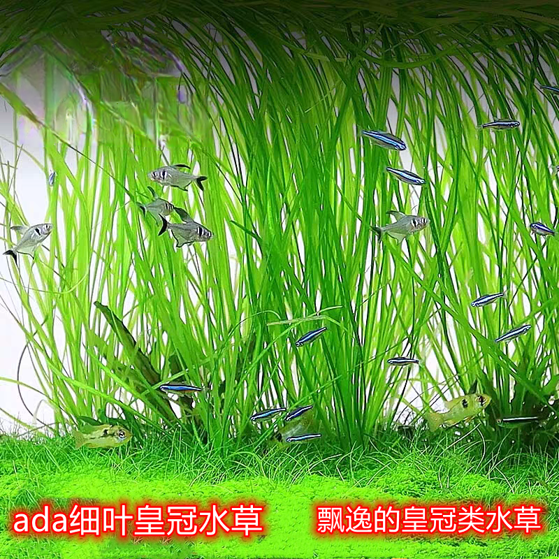 ada细叶皇冠水草稀有水草