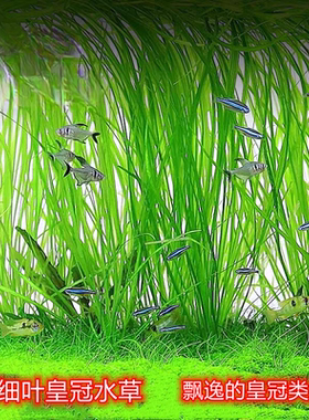 ada细叶皇冠水草后景水草细叶水兰水草造景水草懒人阴性飘逸后景
