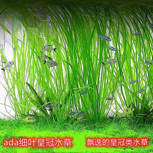 ada细叶皇冠水草后景水草细叶水兰水草造景水草懒人阴性飘逸后景