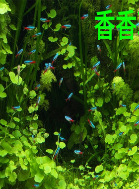 香香草ADA造景水草稀有品种无需二氧化碳水下叶中后景水草香香草