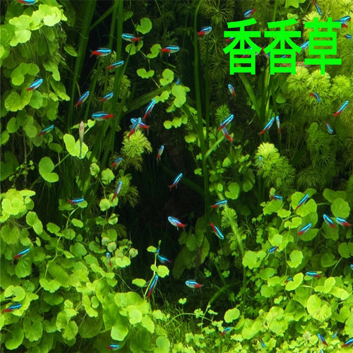 香香草ada造景水草无需二氧化碳