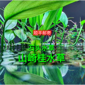 山崎桂水草高端水草ADA山崎桂捆绑水草阴性草挺水植物稀有水草