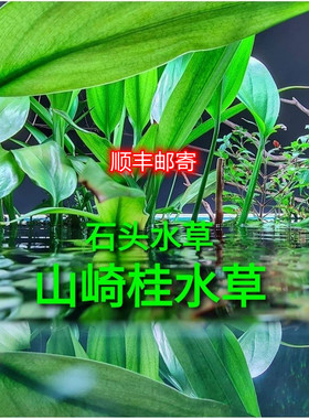 山崎桂水草高端水草ADA山崎桂捆绑水草阴性草挺水植物稀有水草
