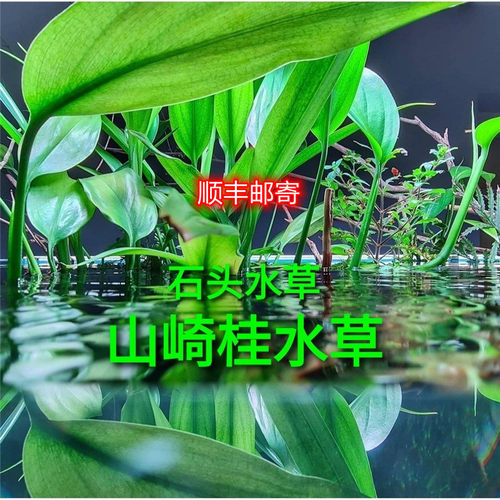 ada山崎桂挺水植物高端水草