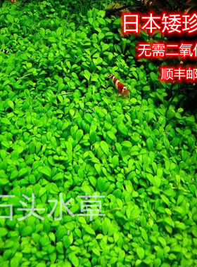 日本矮珍珠前景草水下叶