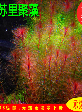 乌苏里聚藻红羽毛水草鱼缸水族造景红色水草中后景水草自养水下叶