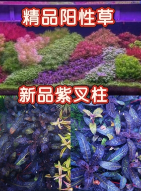 紫叉柱水草稀有水草前景草少有紫色水草精品阳性草前景草