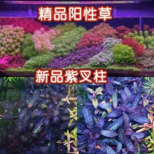 紫叉柱水草稀有水草前景草少有紫色水草精品阳性草前景草
