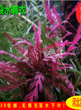雨裂水草uk雨裂中后景水草水草宫廷水草懒人水草雨裂水蓑水草造景