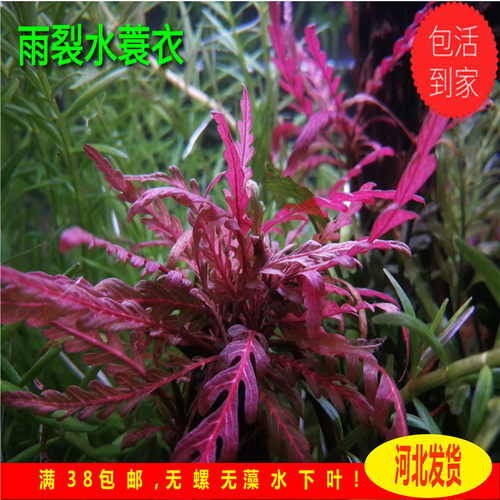 水蓑衣中后景养殖水草