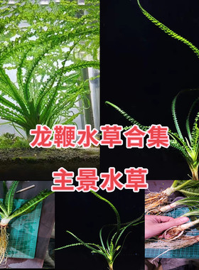 细叶龙鞭草稀有水草阴性水草